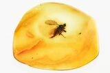 Detailed Fossil Dagger Fly (Empididae) In Baltic Amber #381489-1